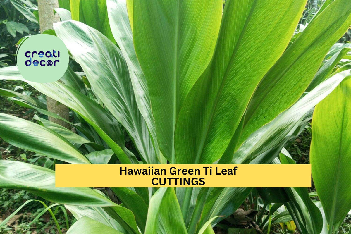 Green Ti Leaf Cuttings | 6-Inch Starter Logs | Hawaiian Cordyline fruticosa Foliage for Tropical Gardens & Indoor Decor