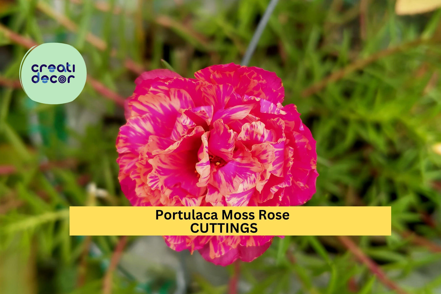 8 Pink Moss Rose Cuttings | Portulaca grandiflora Succulent Starter Plants | Drought-Tolerant Ground Cover for Sunny Gardens