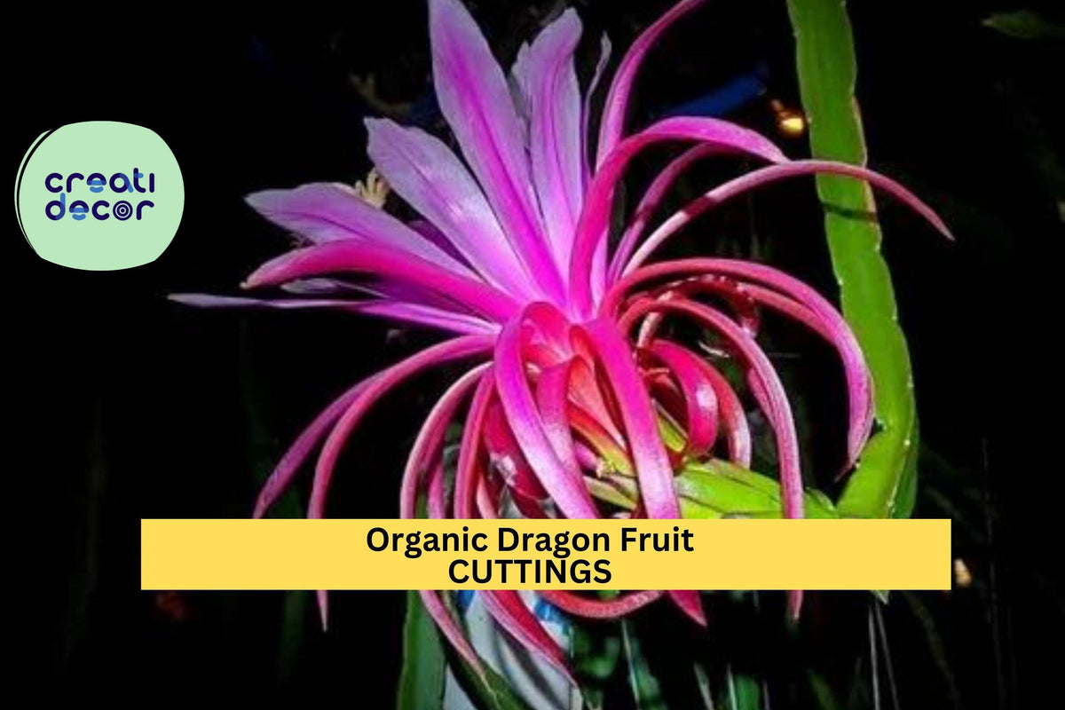 Organic Dragon Fruit Cuttings | Hylocereus Cactus Vines for Growing Tropical Fruits | Unrooted 8–14"