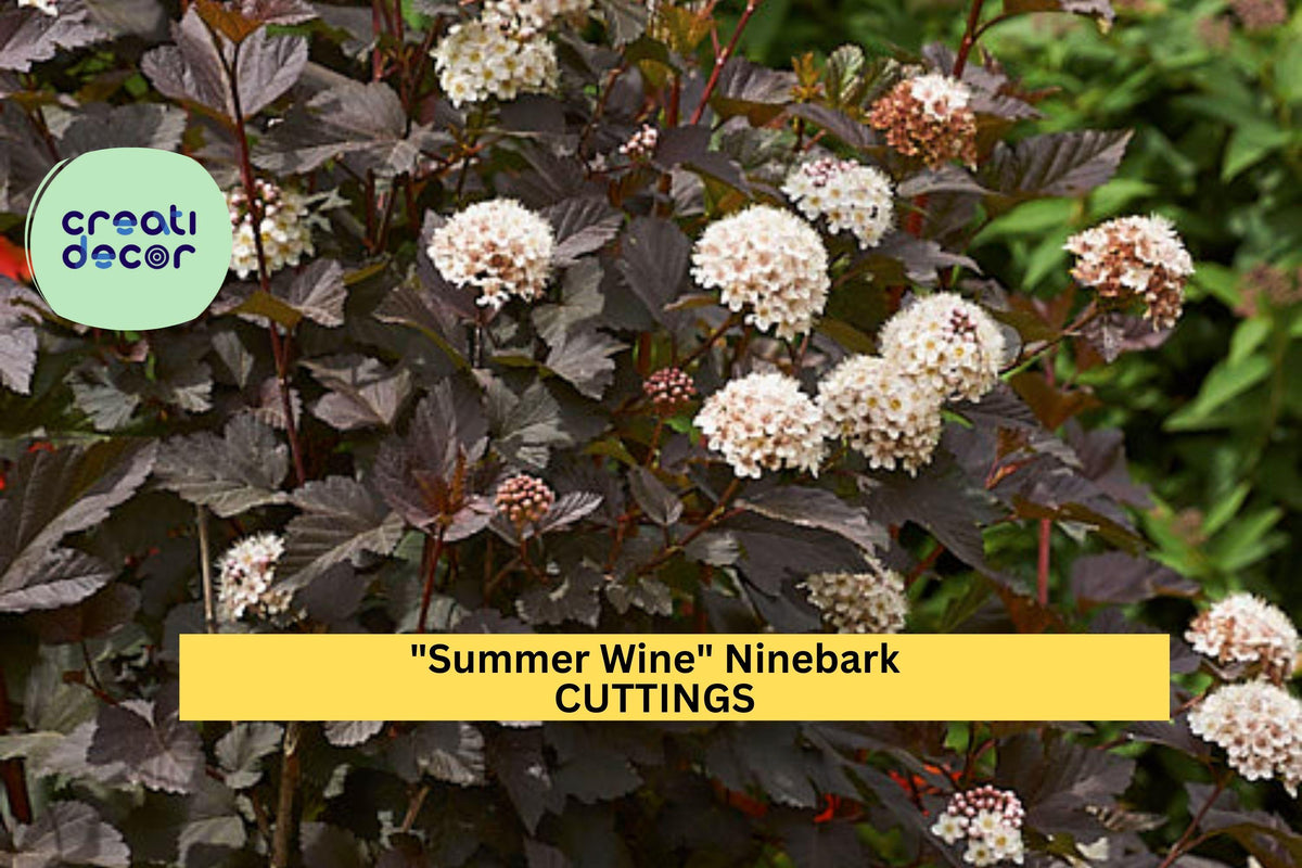 Summer Wine Ninebark Cuttings | Physocarpus opulifolius 'Summer Wine' | Deep Burgundy Foliage | Unrooted Shrub Starter