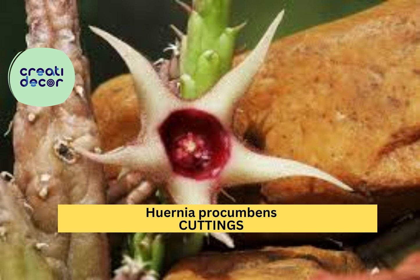 3 Huernia Procumbens Succulent Cuttings | Rare Trailing Star Flower Cactus-Like Vine | Exotic Indoor Houseplant