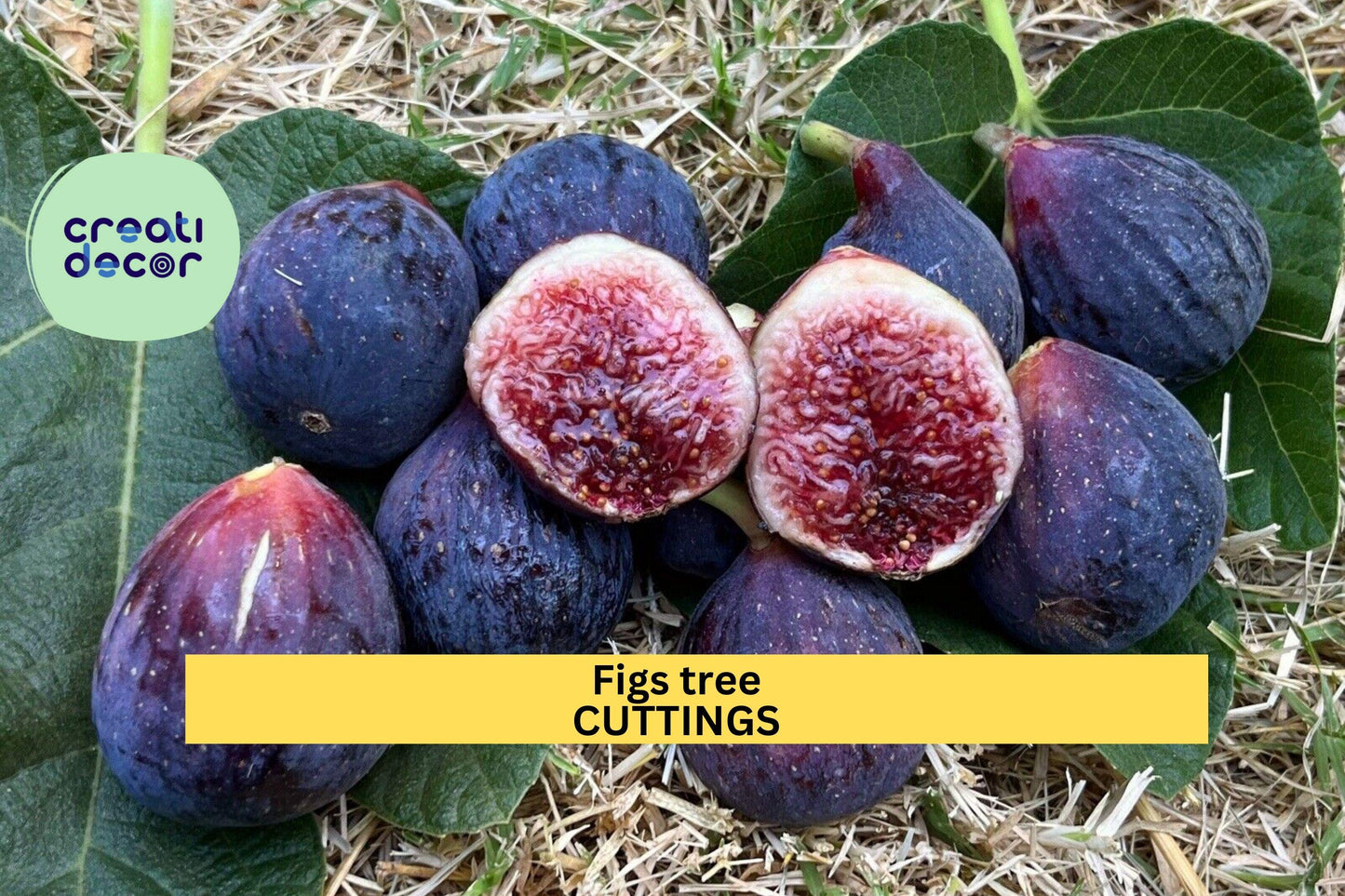 2 Burgan UKN Fig Tree Cuttings | Rare Ficus Carica Variety for Rooting | Edible Fruit Tree Starter | Unrooted Wood