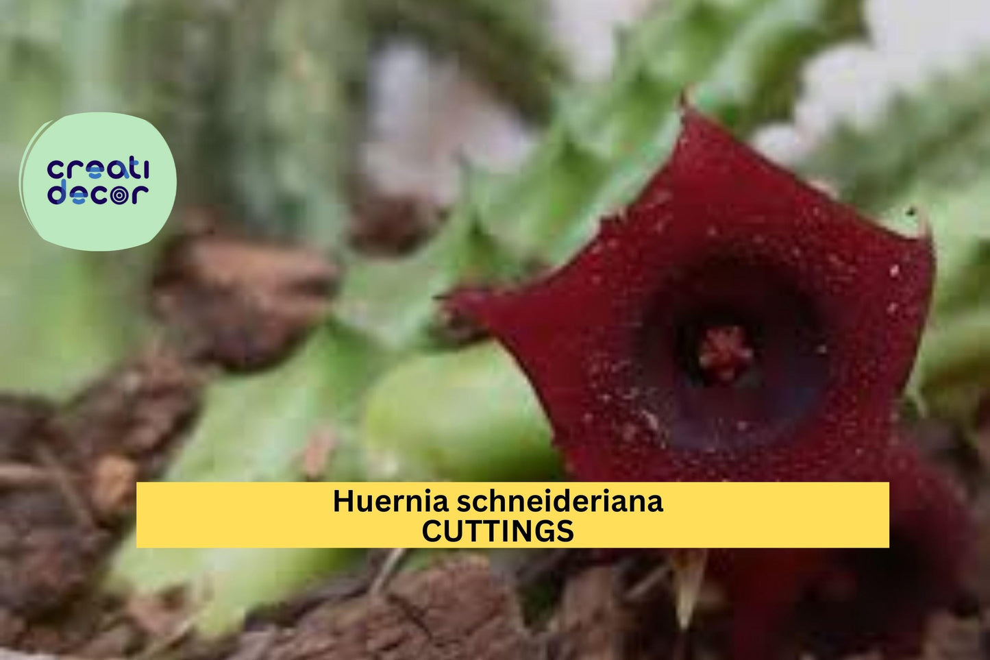 Huernia Schneideriana Rooted Cutting | Rare Trailing Succulent with Maroon Star-Shaped Flowers | Exotic Houseplant