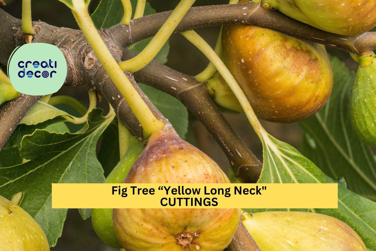 Live Yellow Long Neck Fig Tree Starter Plant | Ficus carica ‘Yellow Long Neck’ | Sweet Golden Figs for Containers & Gardens