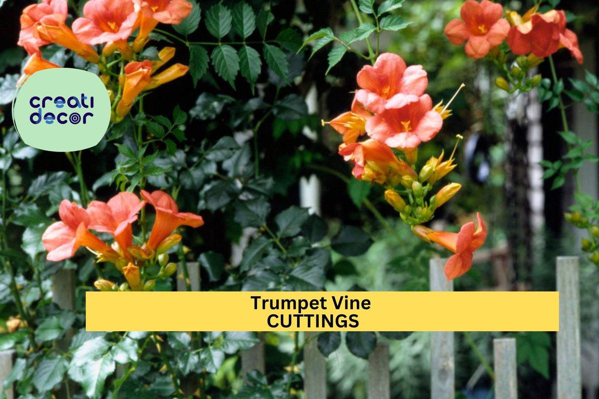 5 Trumpet Vine Cuttings | Campsis Radicans Starter | Organic Non-GMO Hummingbird Vine | Unrooted Live Clippings