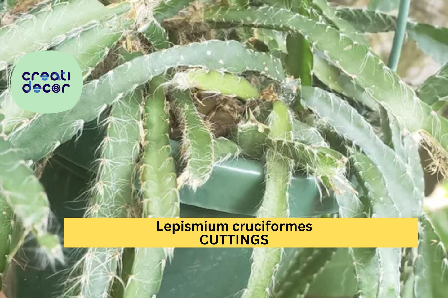 Lepismium Cruciforme Cutting Pack – 4" Trailing Epiphytic Cactus with White Flowers, Tropical Houseplant, Rare Orchid-Like Blooms