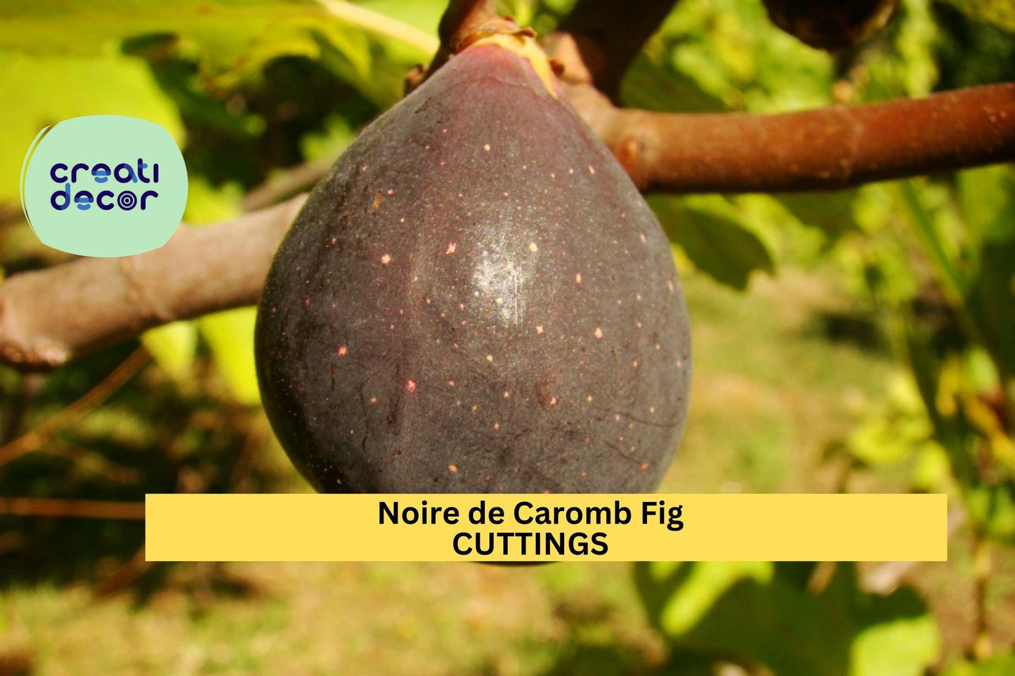 Noire de Caromb Fig Cuttings | Rare French Heirloom Ficus Carica | Unrooted Scions for Grafting & Growing