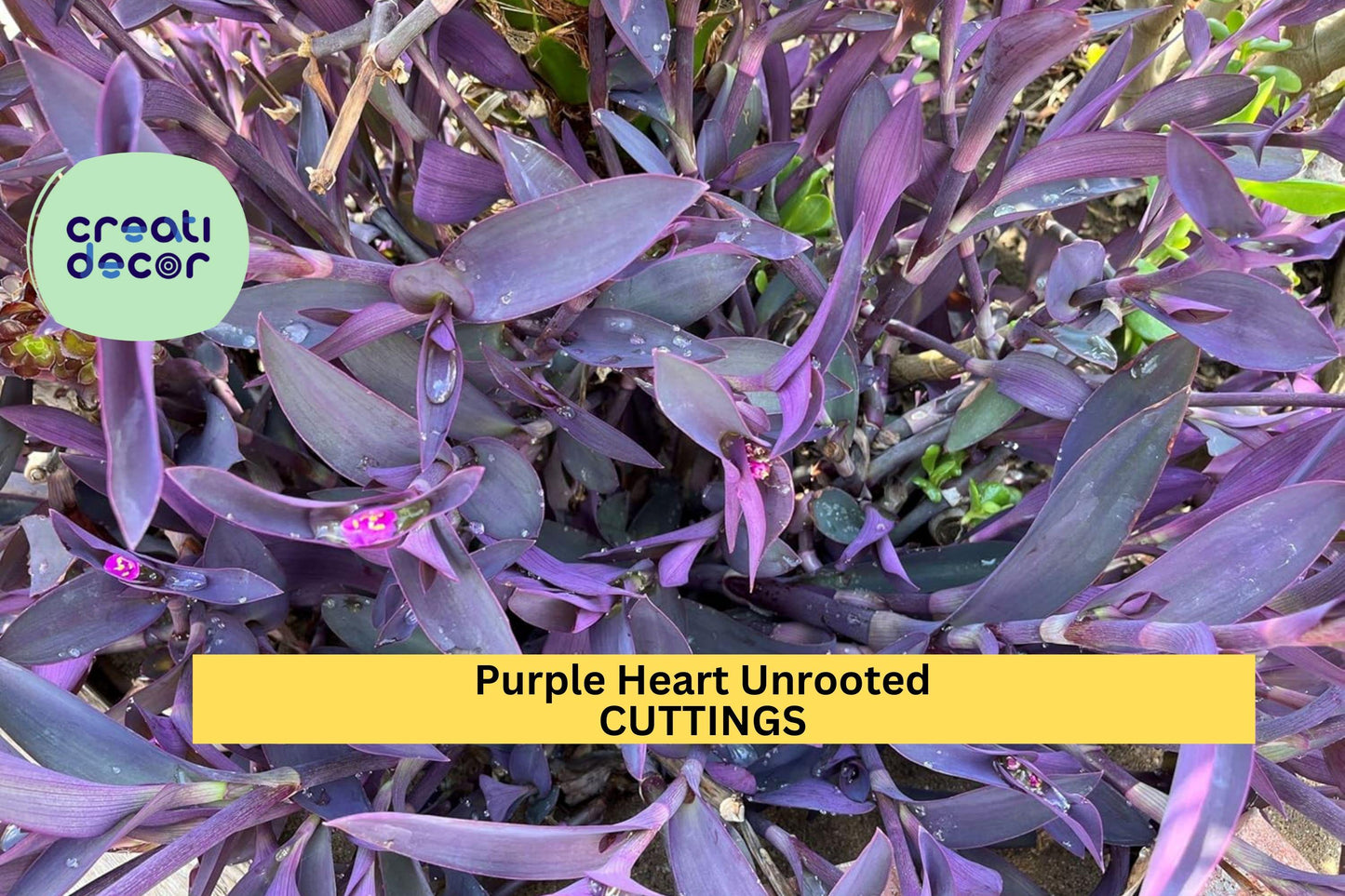 6 Purple Heart Unrooted Cuttings | Tradescantia pallida Wandering Jew Plant Starter | Trailing Purple Foliage