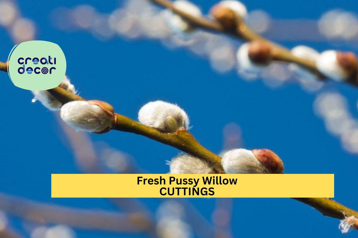 10 Pussy Willow Cuttings, Unrooted Salix discolor, Fuzzy Catkins, Ornamental Shrub for Garden, Floral Arrangements, Propagation