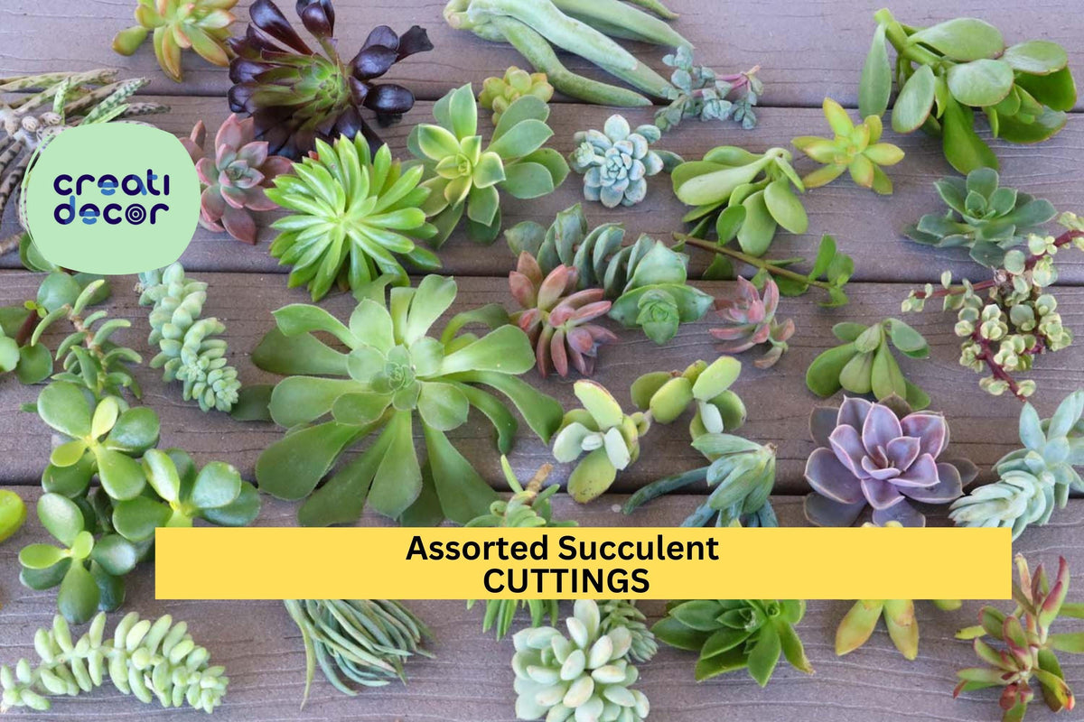 Assorted Succulent Cuttings Set | 15 Unrooted Varieties for Gardening, Crafts & Arrangements | Echeveria, Sedum, Crassula, Kalanchoe