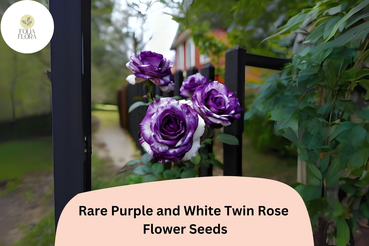 Rare Purple & White Rose Seeds – Bi-Color Ornamental Blooms, Rosa spp., 20 Premium Seeds