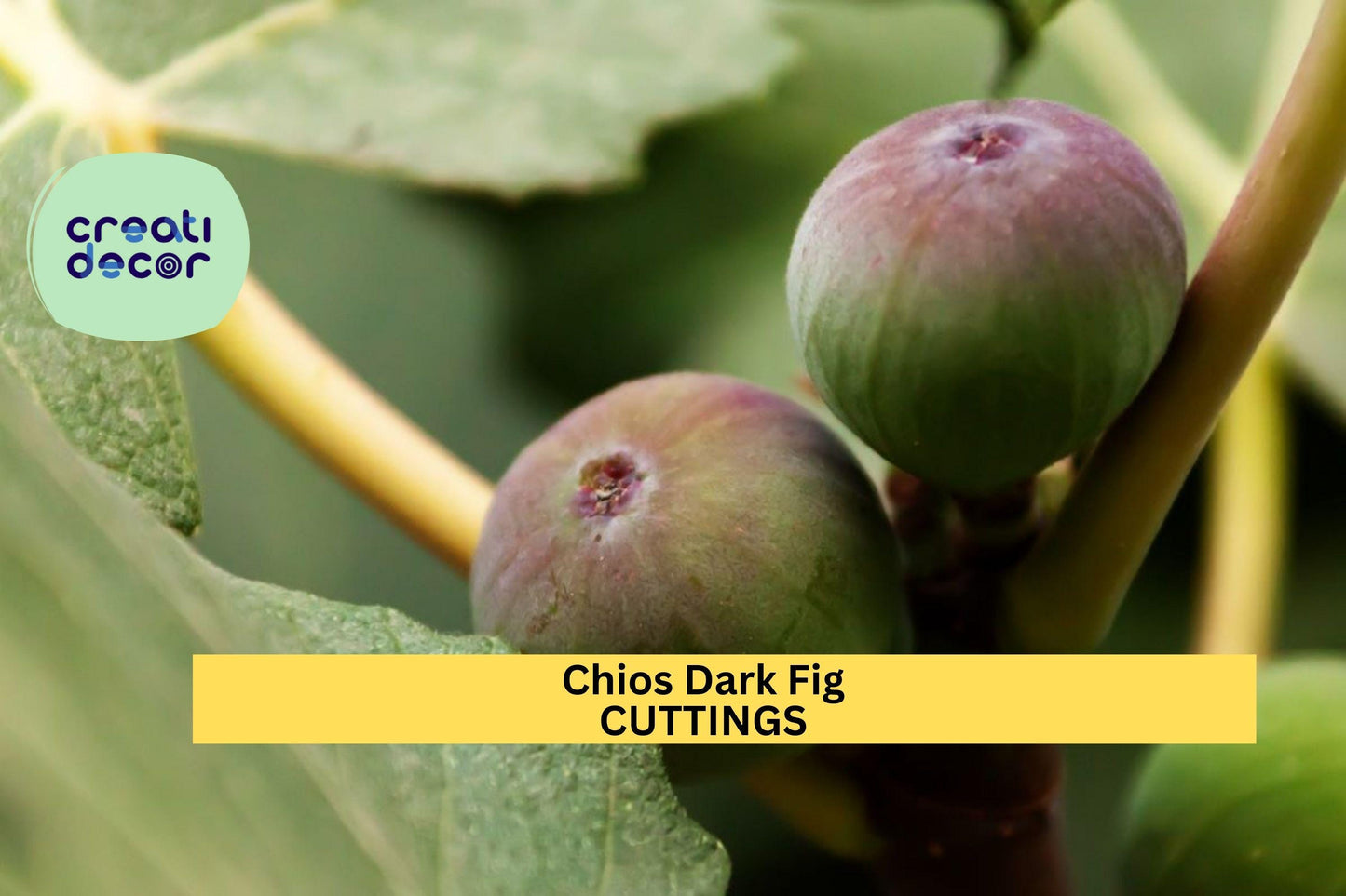 Chios Dark Fig Cutting, Unrooted Ficus carica, Cold-Hardy, Edible Landscape, Home Orchard, Grafting, Fruit Production