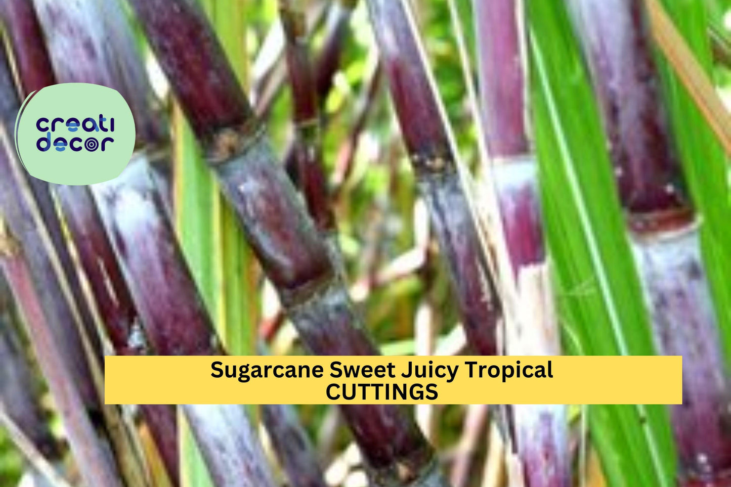 Sugarcane Cuttings | Tropical Plant Saccharum officinarum | Juicy Stalks for Garden, Edible Landscaping & Containers
