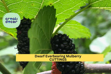 20+ Dwarf Everbearing Mulberry Cuttings | Unrooted Morus spp. Fruit Tree Stems for Propagation | Compact Berry Plant Starter