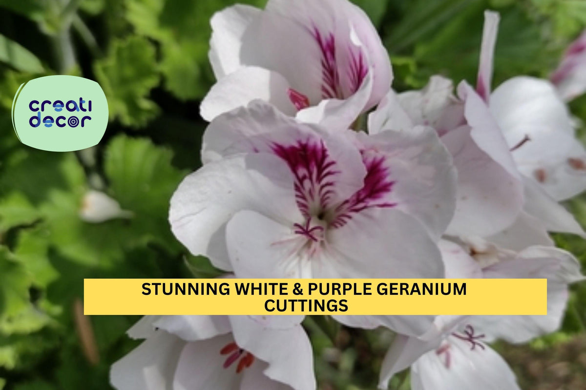 White & Purple Regal Geranium Cuttings, 6-Inch Pelargonium × domesticum Unrooted Starts, Bi-Color Blooms for Pots & Borders