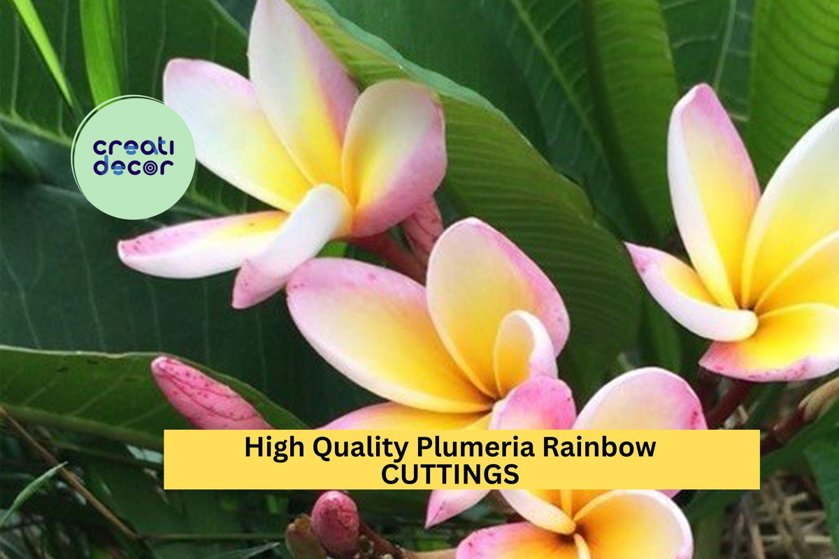 High Quality Plumeria Cuttings – Rainbow Colors, 8–12 Inches, Fragrant Tropical Flowers, Unrooted Stem, Garden or Patio Plant