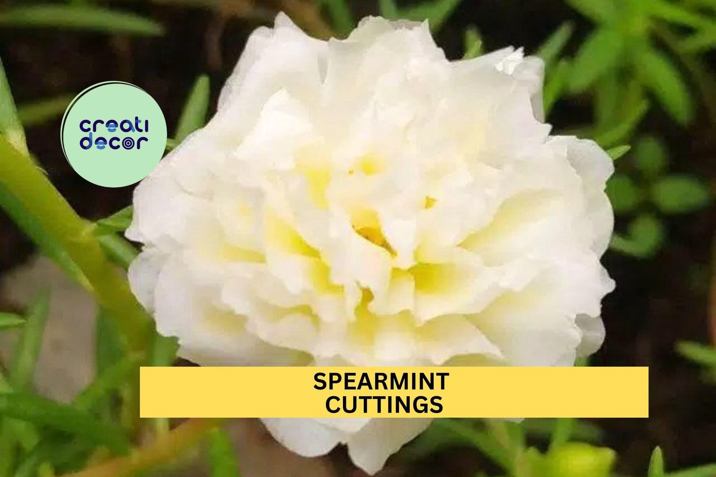 8 Spearmint Portulaca grandiflora Cuttings, Drought-Tolerant Flowering Succulent, Moss Rose, Unrooted, Sunny Garden Plant