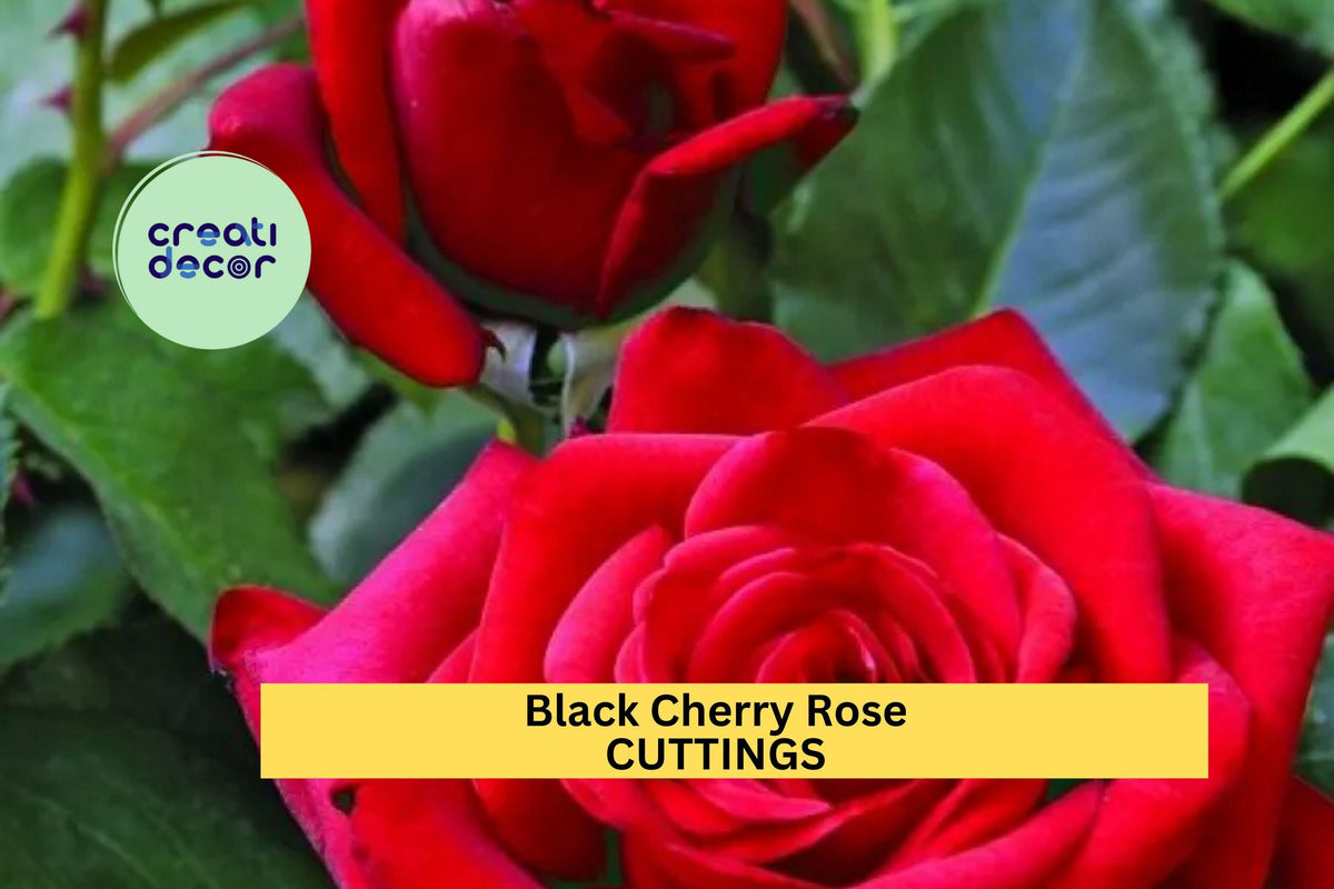 Black Cherry Rose Cuttings – Unrooted Rosa hybrid for Grafting & Propagation – Deep Red to Blackish Blooms