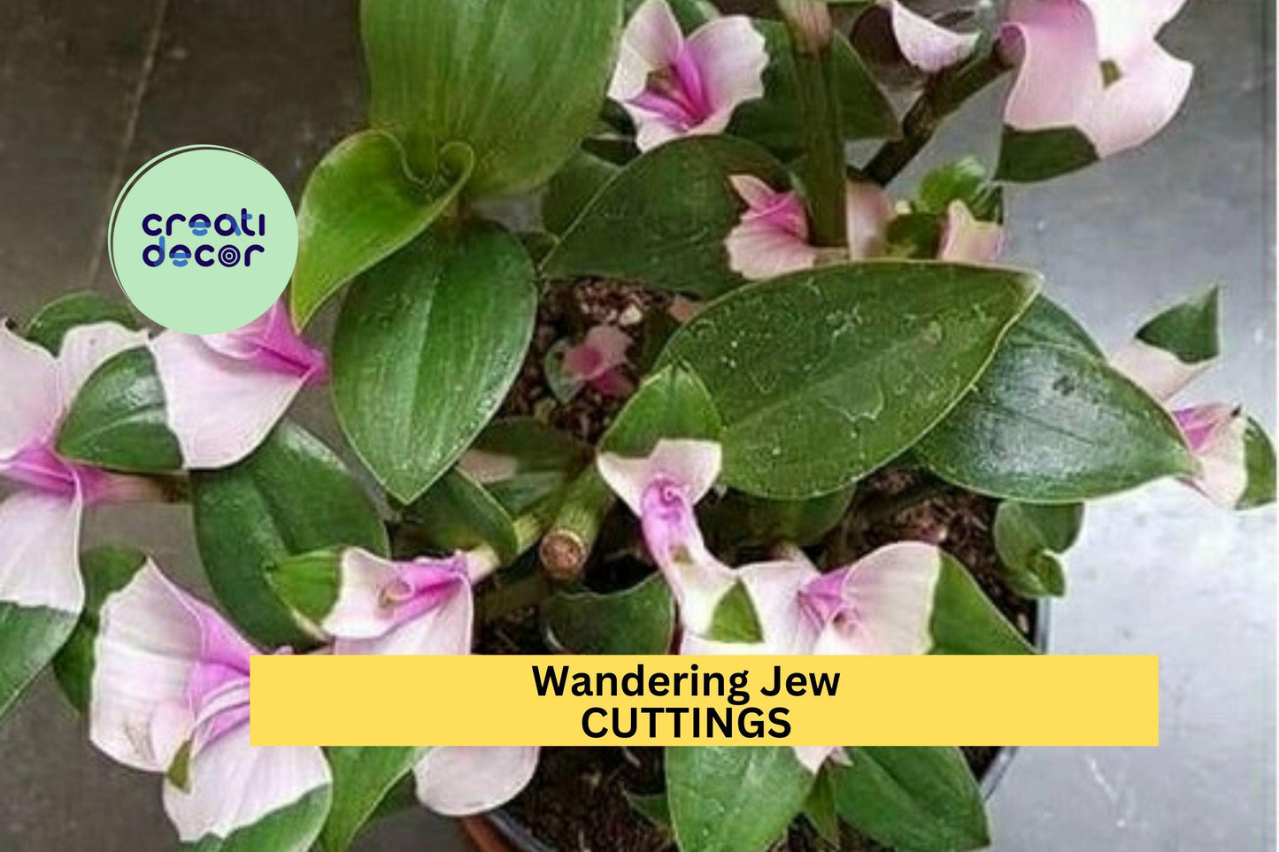 Tradescantia andersoniana ‘Blushing Maiden’ Cuttings – Variegated Pink, Green, Silver Houseplant, Easy to Root, Trailing Wandering Jew