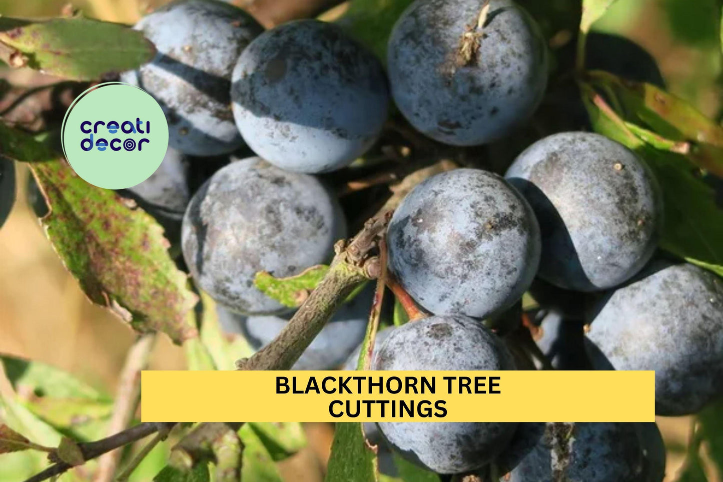 Blackthorn Tree Cuttings Set of 3 | Prunus spinosa Sloe Berry Bush for Rooting, Grafting, Hedging