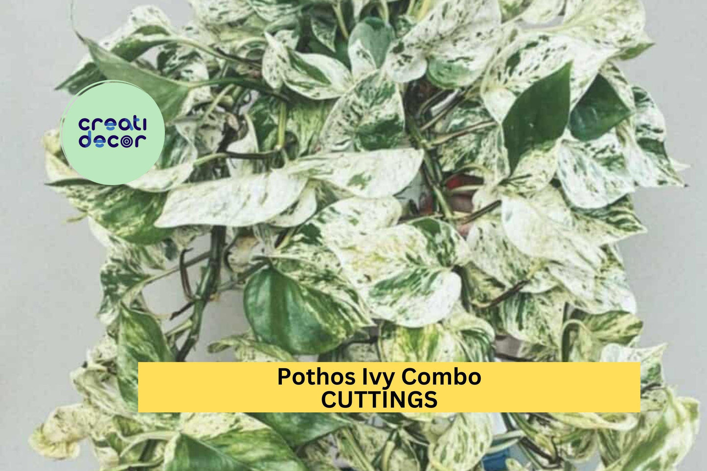 Marble Queen Pothos Cuttings – Variegated Epipremnum aureum Indoor Vining Houseplant Set of 3