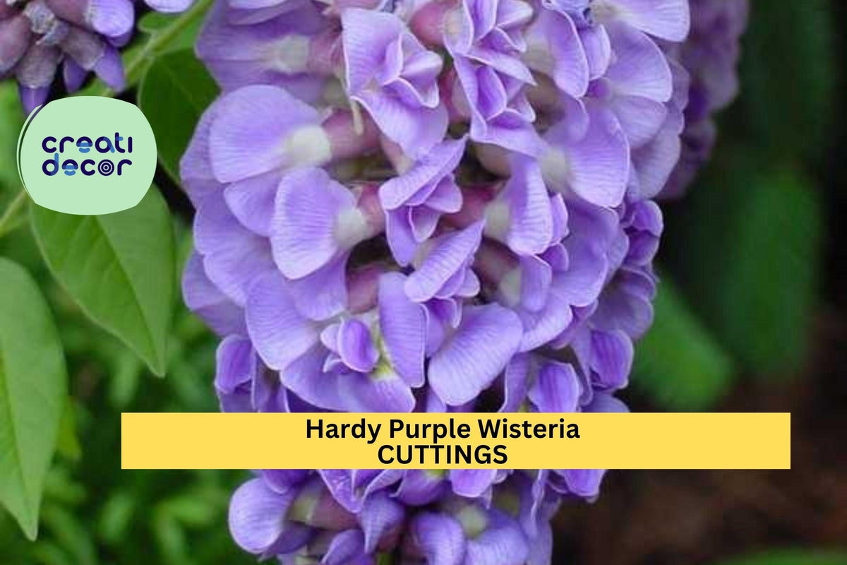 10 Hardy Wisteria Cuttings – Purple Flowering Climber for Trellis, Fence, or Pergola | Wisteria frutescens | Zones 4–9