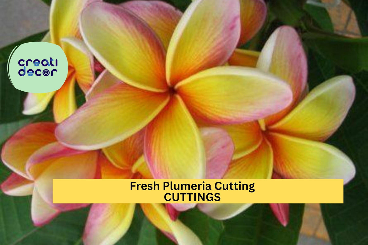 Fresh Plumeria Cutting 12"+ | Frangipani Tree Starter | Tropical Flowering Plant | Unrooted Plumeria spp.
