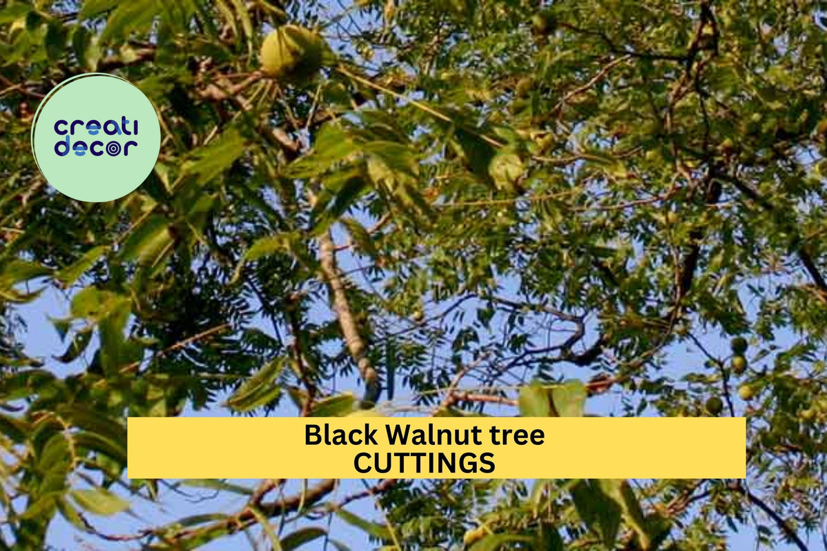 30 Black Walnut Tree Cuttings Juglans nigra Hardwood Propagation for Food Forest & Reforestation