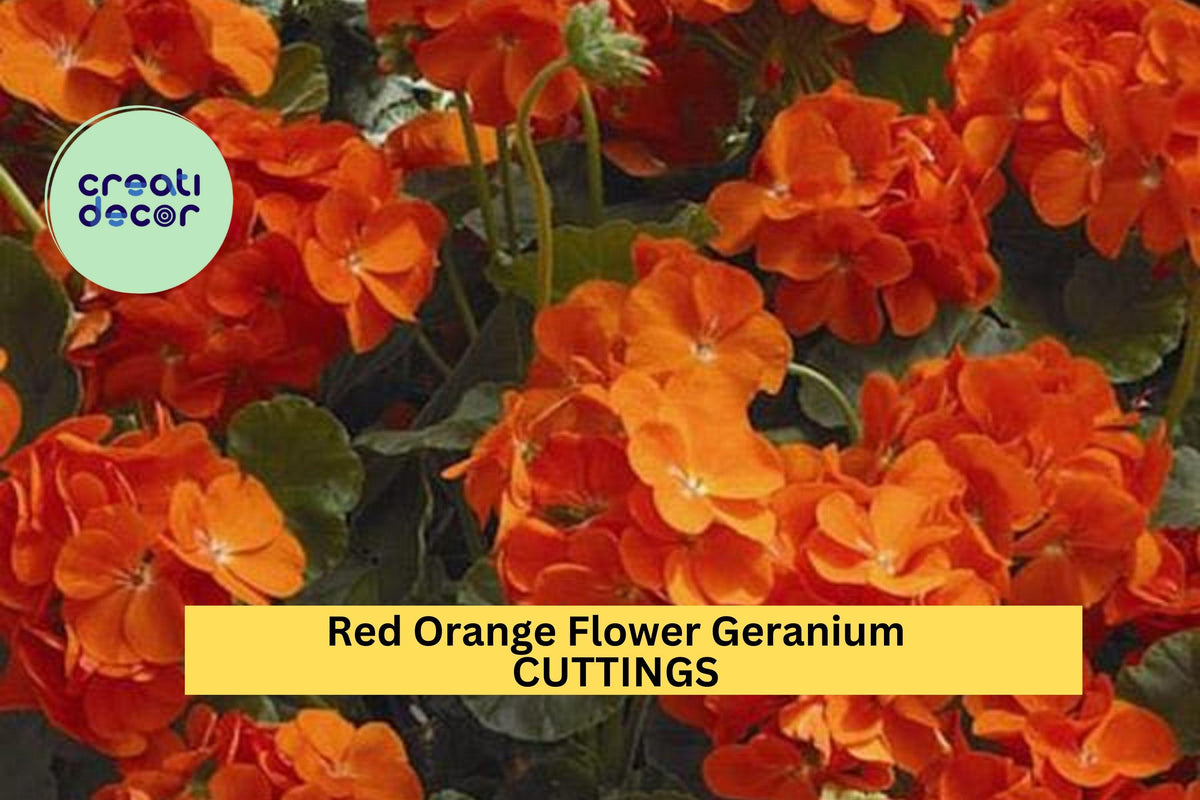Geranium Cuttings – 6-Inch Red-Orange Fragrant Pelargonium spp. for Pots, Borders, Garden Beds