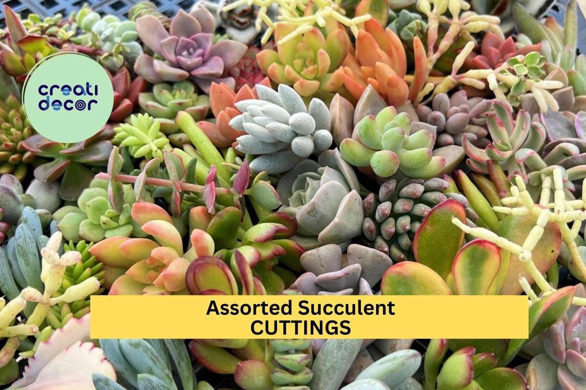 Assorted Succulent Cuttings – 20 Mixed Varieties for Propagation, Indoor & Outdoor Drought-Tolerant Plants, Easy to Root