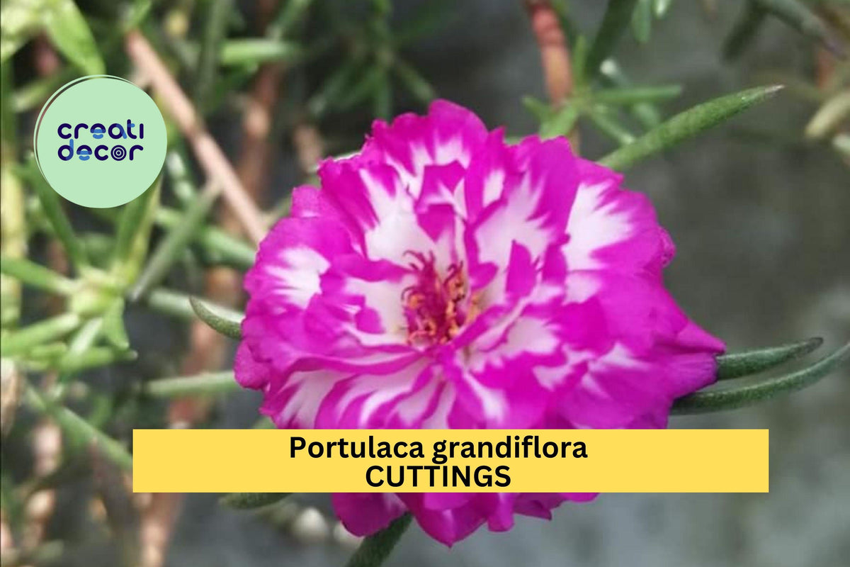 Portulaca grandiflora ‘IRIN’ Unrooted Cuttings – Colorful Moss Rose for Sunny Gardens, Pots & Hanging Baskets