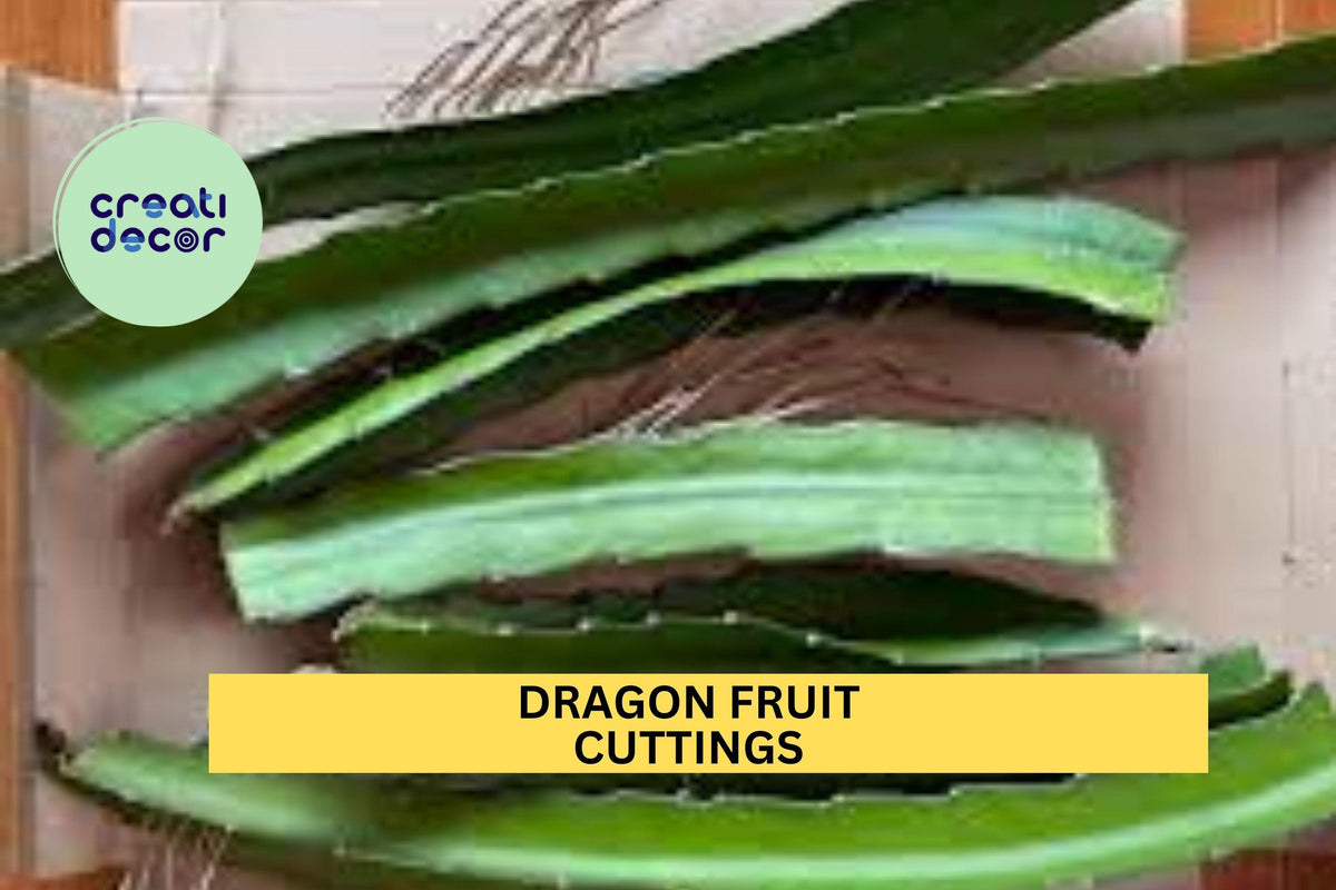 Dragon Fruit Cuttings – 8–14" Hylocereus Cactus Stems for Growing in Pots, Trellises, Tropical Gardens