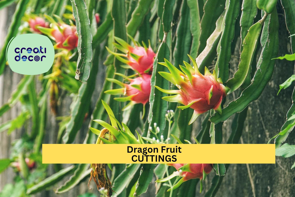 Dragon Fruit Cuttings ‘Orejona’ | Hylocereus undatus | Unrooted Stem for Pots & Trellises