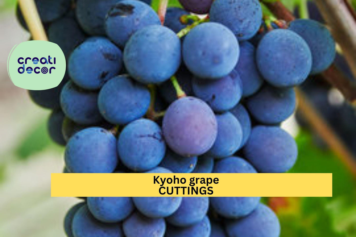 6 Kyoho Grape Cuttings – Japanese Vitis vinifera Variety for Propagation, Dark Purple Juicy Grapes, Unrooted Vine Starter Plants