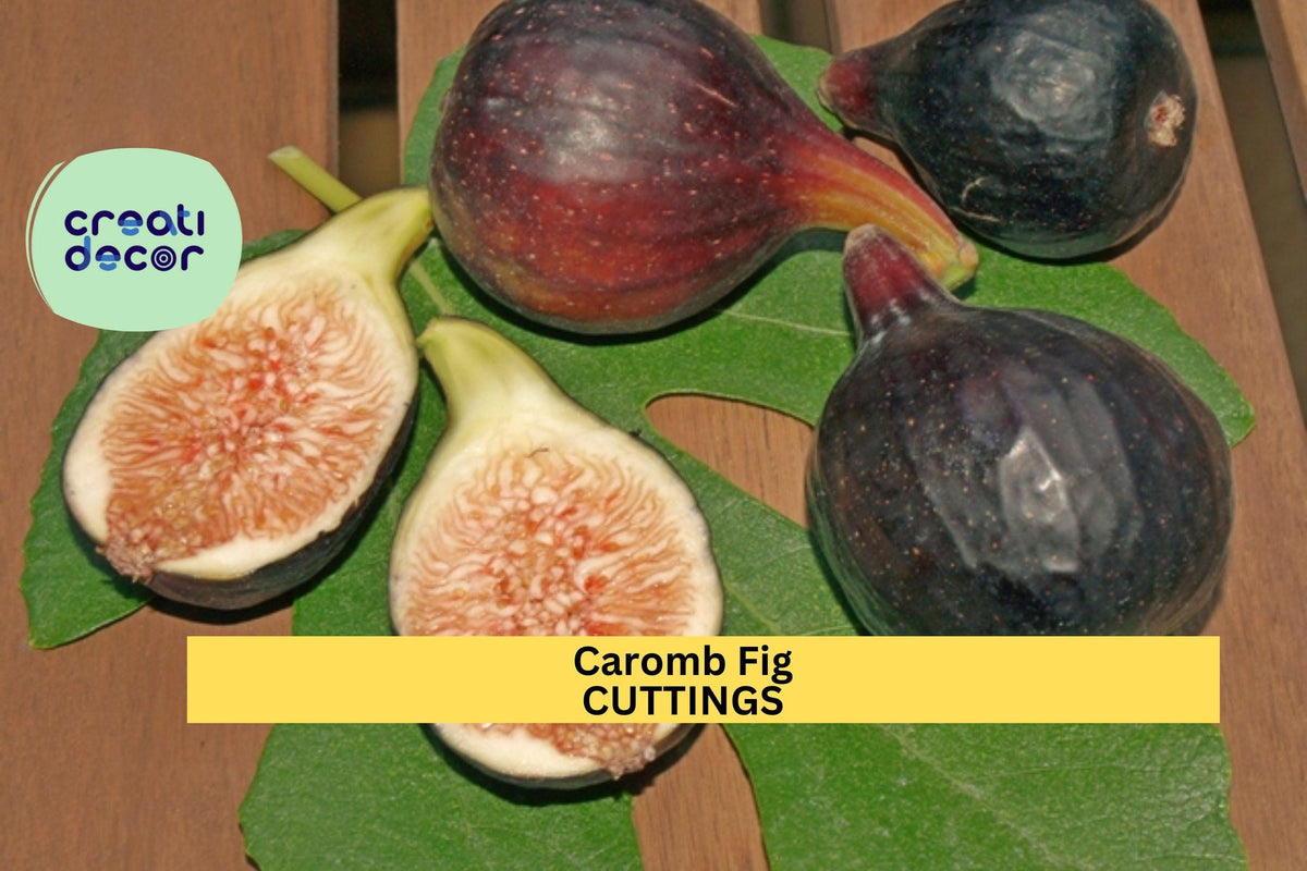 Noire de Caromb Fig Cuttings – Rare French Ficus carica Variety for Grafting & Rooting | Black Sweet Figs