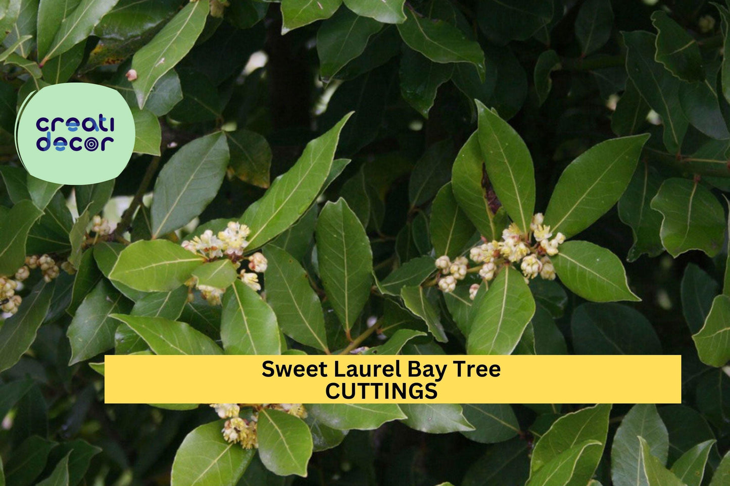 Sweet Bay Laurel Tree Cuttings, 10 Unrooted Laurus nobilis Herb Planting Material for Cooking and Landscaping