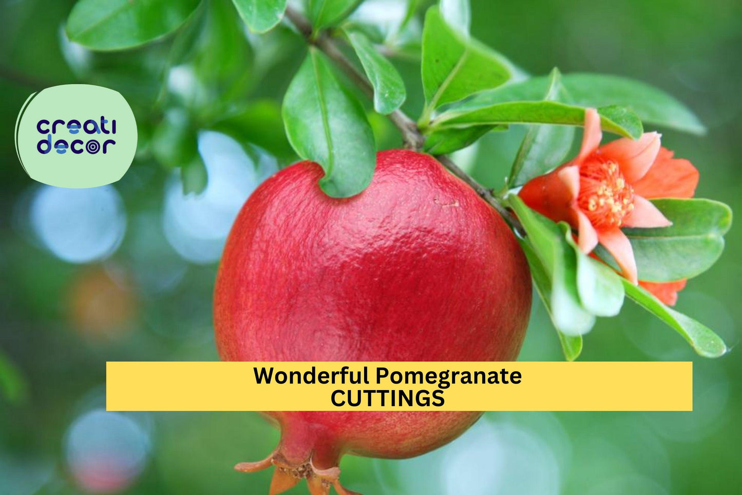 Pomegranate Cuttings – Unrooted Punica granatum ‘Wonderful’ for Propagation, Fruit, Garden, or Container Growing