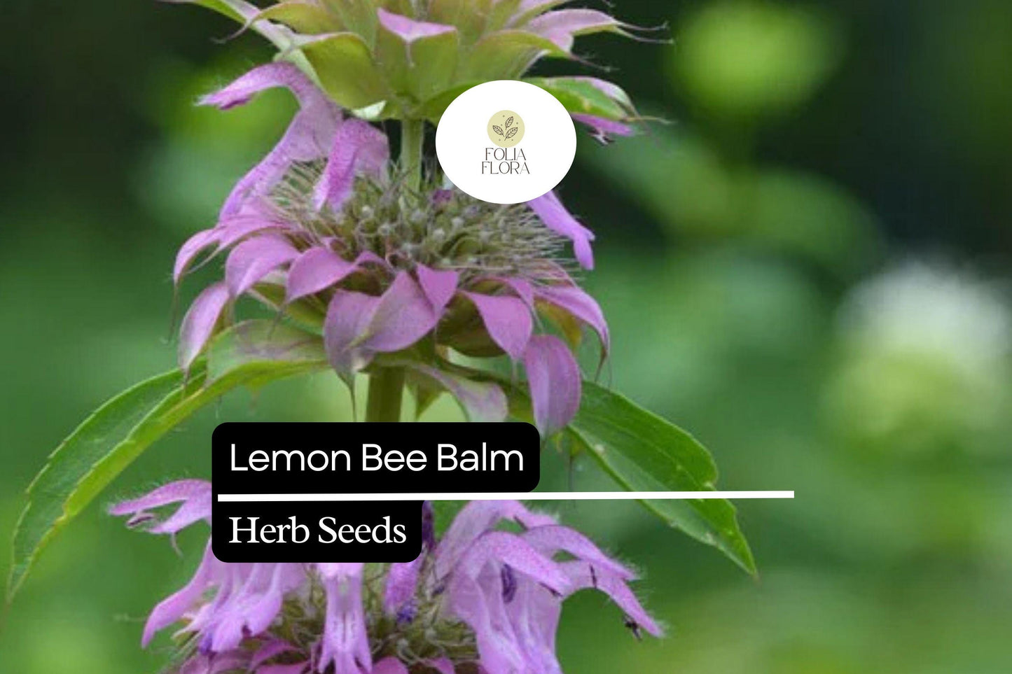Lemon Bee Balm Seeds, Fragrant Pollinator Herb, Lavender-Purple Blooms, Monarda citriodora, 25 Seeds