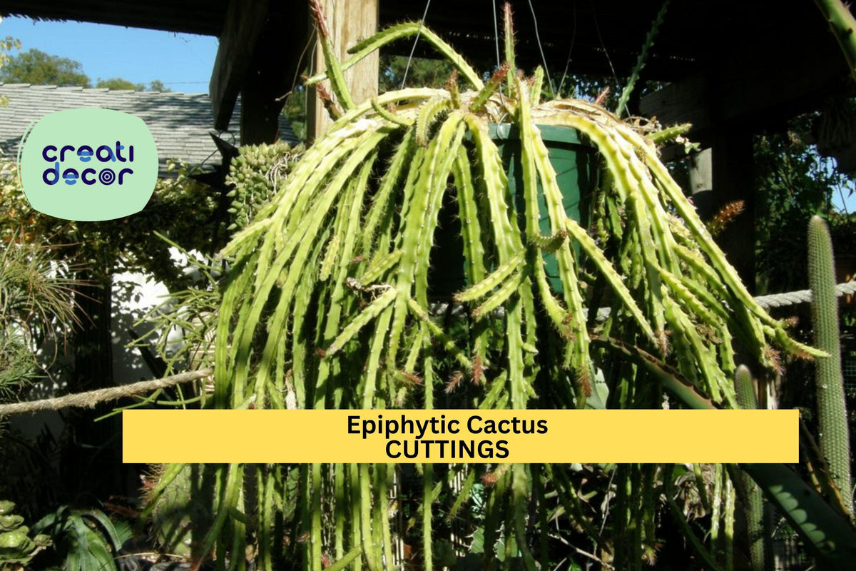 Lepismium cruciforme Cutting – 4” Epiphytic Cactus Stem with White Blooms for Hanging Baskets & Shaded Gardens