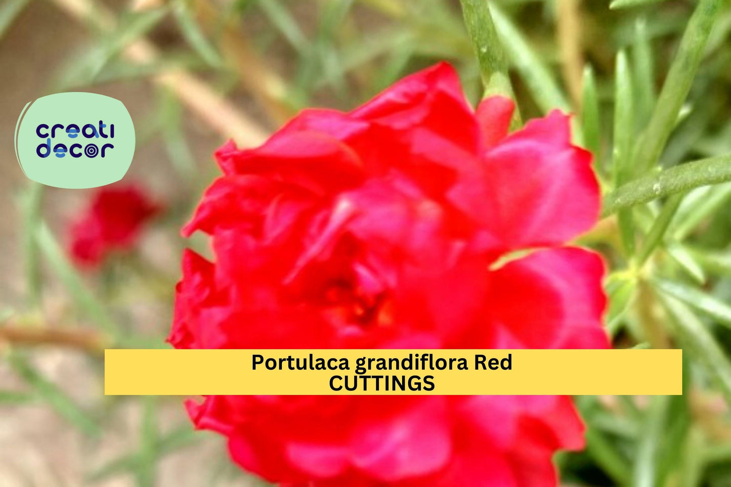 Portulaca grandiflora “MERAH” Unrooted Cuttings – 5-Color Red Mix, Drought-Tolerant Summer Flowering Plant