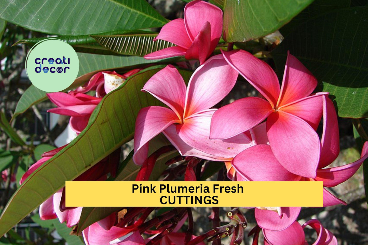 Pink Plumeria Cuttings – 10" Unrooted Stem, Tropical Flowering Plant, Plumeria rubra for Pots, Garden, or Borders