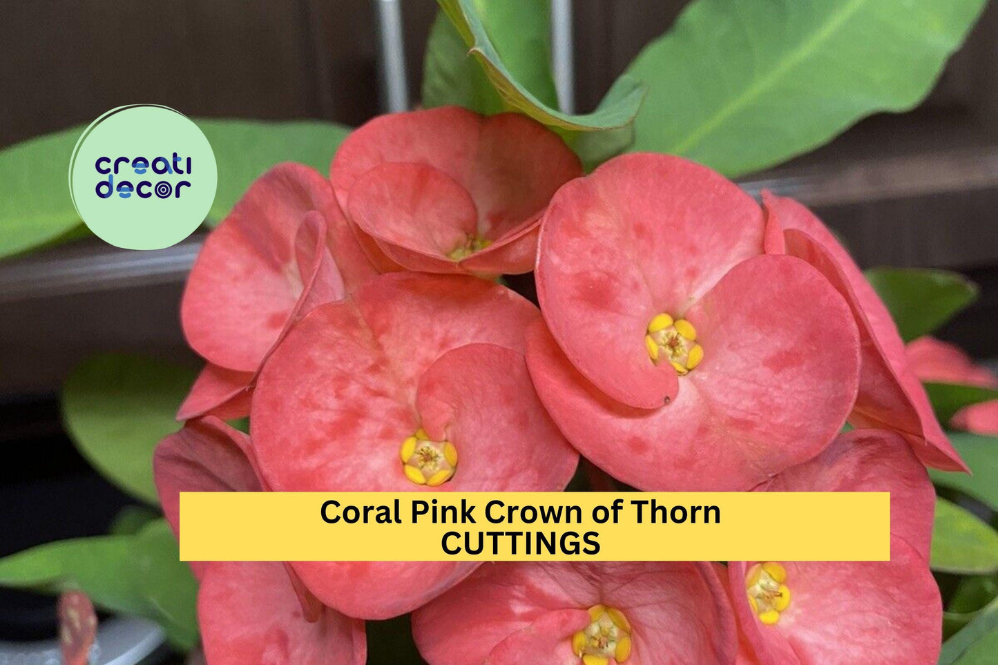 Coral Pink Crown of Thorns Cutting – Euphorbia milii, Flowering Succulent for Pots, Borders, Sunny Patios