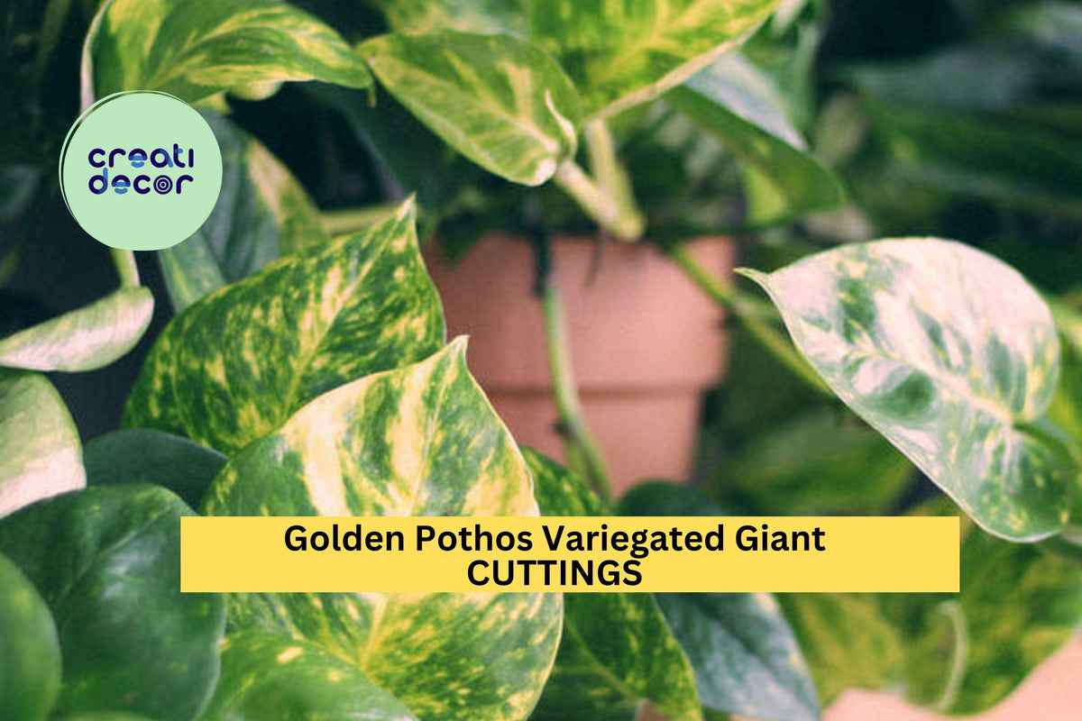 Golden Pothos Cuttings – Variegated Epipremnum aureum, Unrooted Vines for Indoor Planters & Hanging Baskets