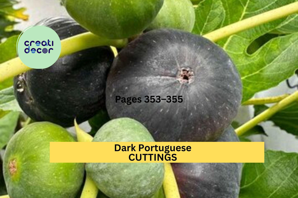 Dark Portuguese Fig Cutting – 8+ Inches Unrooted Stem with 3+ Nodes – Ficus carica Propagation for Gardens & Orchards
