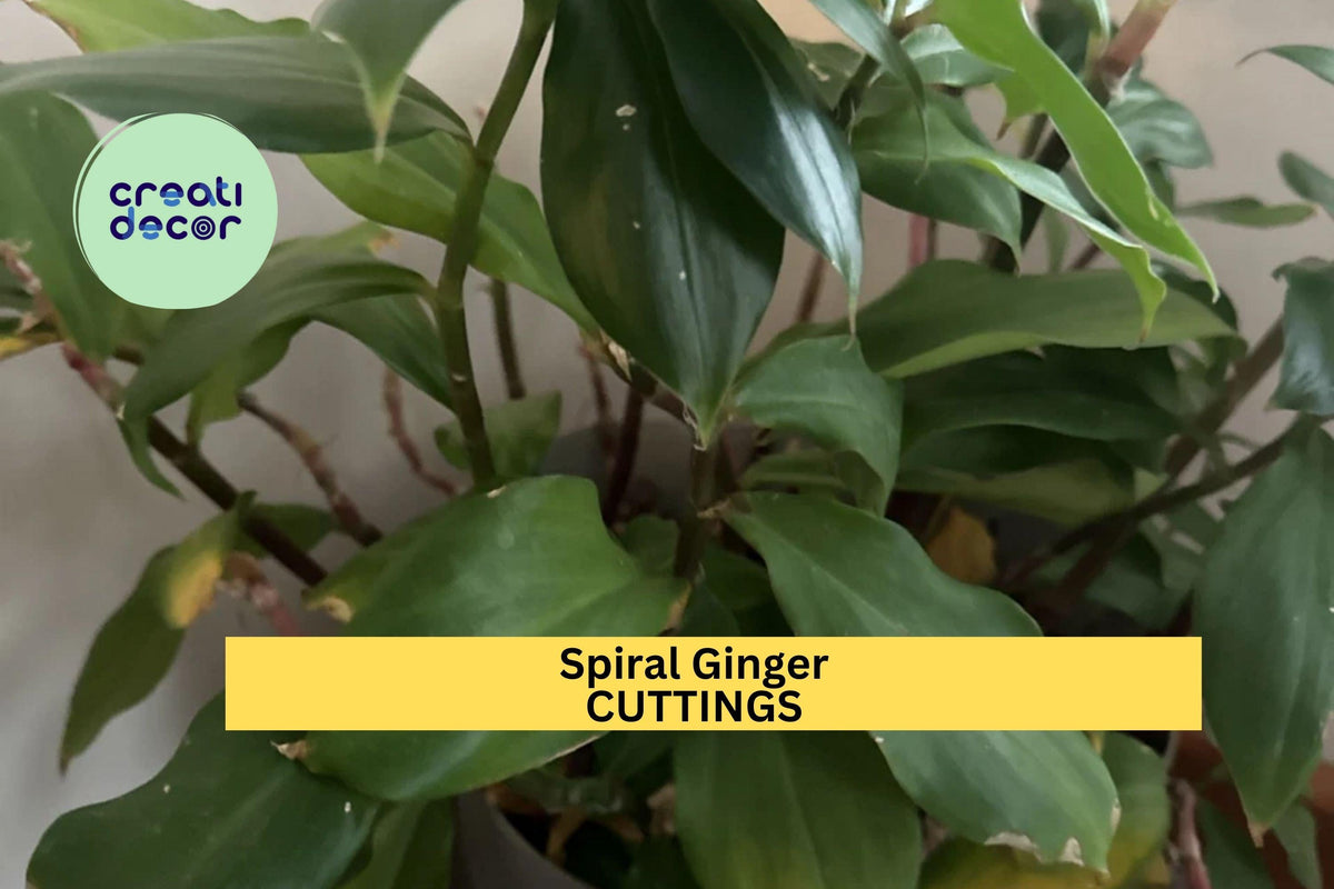 3 Costus igneus Cuttings – Spiral Ginger, Tropical Ornamental Plant, Fiery Stepladder, Green Foliage, Unrooted Stem Cuttings