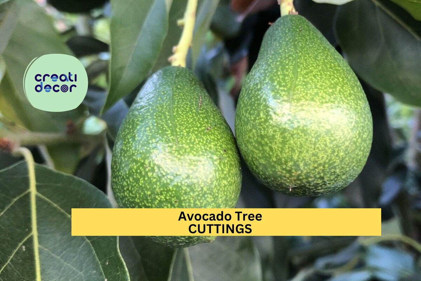 3 Zutano Avocado Tree Cuttings – Unrooted Grafting Scions for Propagation, Persea americana, Cold-Tolerant, Zones 9–11