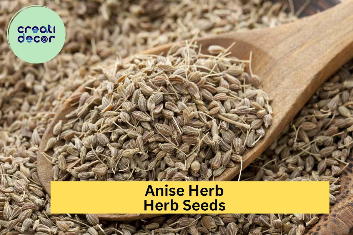 3pcs of 250mg Anise Herb Seeds – Aromatic Licorice-Scented Culinary & Tea Herb – Pimpinella anisum for Home Gardens