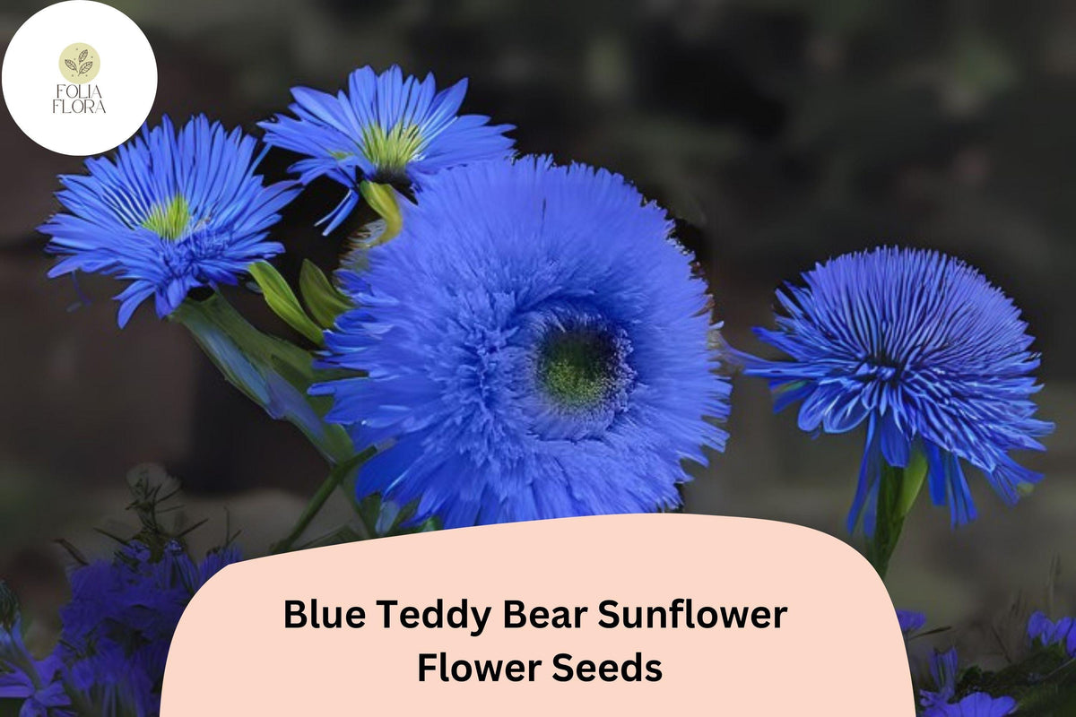 Blue Teddy Bear Sunflower Seeds – 50 Rare Pom-Pom Blooms, Helianthus annuus, Compact, Blue Fluffy Flowers for Garden & Containers