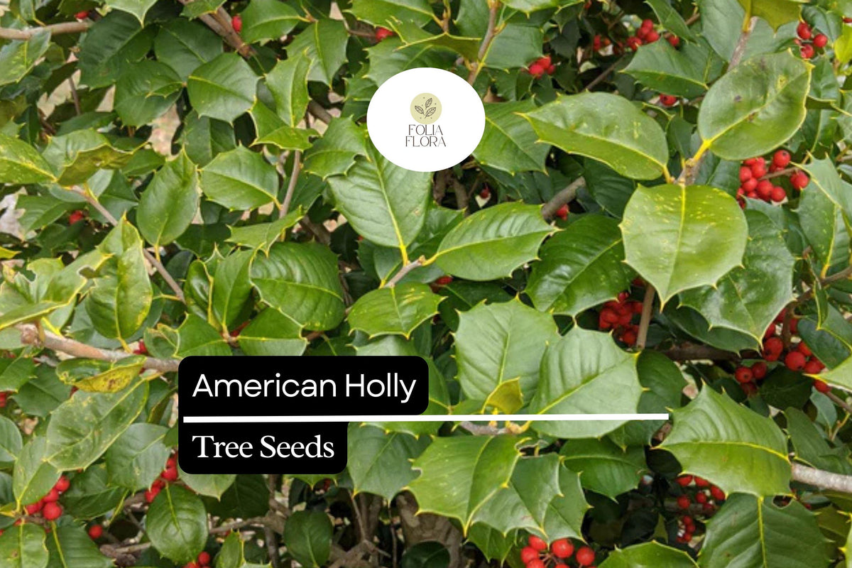 American Holly Seeds 15 Pack | Native Evergreen Tree with Red Berries | Ilex opaca for Landscaping & Wildlife