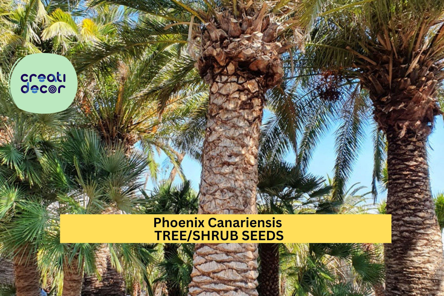 Phoenix Canariensis Palm Seeds – 3 Pack of 10 Seeds for Tropical Gardens, Landscape Borders, Pots, Drought-Tolerant, Full Sun